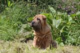 SHAR-PEI 860